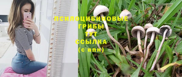 хмурый Абаза